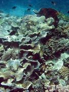 Diving around Bunaken island, Fukui dive site. Sulawesi,  Indonesia.