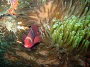 Clown Anenomefish. Diving around Bunaken island, Siladan I dive site. Sulawesi,  Indonesia.