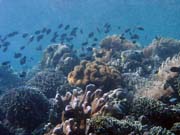 Diving around Bunaken island, Siladan I dive site. Sulawesi,  Indonesia.