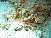 Crocodile Fish.  Diving around Bunaken island, Siladan I dive site. Sulawesi,  Indonesia.