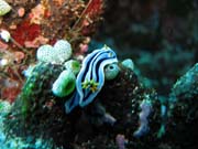 Chromodoris boucheti nudibranch.  Diving around Bunaken island, Siladan I dive site. Sulawesi, Indonesia.
