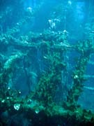Wrack of steel Dutch merchant ship, sunk in 1942. Diving around Bunaken island, Molas Wreck dive site. Sulawesi,  Indonesia.