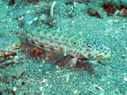 Diving around Bunaken island, Molas Wreck dive site. Sulawesi, Indonesia.