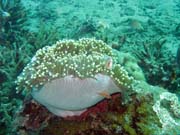 Anemone. Diving around Bunaken island, Molas Wreck dive site. Sulawesi, Indonesia.