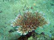 Diving around Bunaken island, Molas Wreck dive site. Sulawesi, Indonesia.