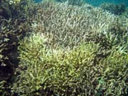 Diving around Bunaken island, Molas Wreck dive site. Sulawesi, Indonesia.