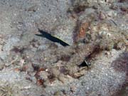 Ribbon Eel. Diving around Bunaken island, Molas Wreck dive site. Sulawesi, Indonesia.