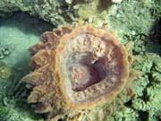 Diving around Bunaken island, Molas Wreck dive site. Sulawesi, Indonesia.