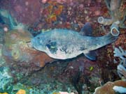Starry Pufferfish (Arothron stellatus ). Diving around Bunaken island, Lekuan III dive site. Sulawesi, Indonesia.