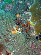 Diving around Bunaken island, Lekuan III dive site. Sulawesi, Indonesia.