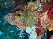 Diving around Bunaken island, Lekuan III dive site. Sulawesi, Indonesia.