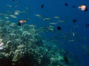 Diving around Bunaken island, Lekuan I dive site. Sulawesi, Indonesia.