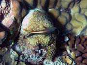 Diving around Bunaken island, Lekuan I dive site. Sulawesi, Indonesia.