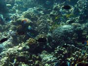 Diving around Bunaken island, Lekuan I dive site. Sulawesi, Indonesia.