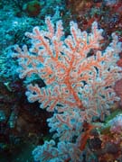 Diving around Bunaken island, Mandolin dive site. Sulawesi, Indonesia.