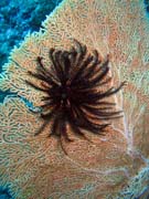Diving around Bunaken island, Mandolin dive site. Sulawesi, Indonesia.