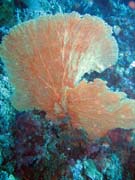 Diving around Bunaken island, Mandolin dive site. Sulawesi, Indonesia.
