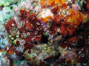 Diving around Bunaken island, Mandolin dive site. Sulawesi, Indonesia.