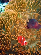 Clown Anemonefish in their host anemone. Diving around Bunaken island, Mandolin dive site. Sulawesi, Indonesia.