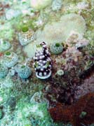Nudibranch. Diving around Bunaken island, Mandolin dive site. Sulawesi, Indonesia.