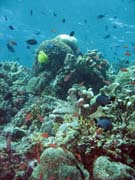 Diving around Bunaken island, Mandolin dive site. Sulawesi, Indonesia.