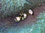 Shrimp. Diving around Bunaken island, Mandolin dive site. Sulawesi, Indonesia.