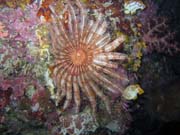 Diving around Bunaken island, Chelo Chelo dive site. Sulawesi, Indonesia.