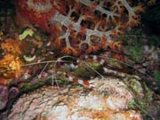 Diving around Bunaken island, Chelo Chelo dive site. Sulawesi, Indonesia.