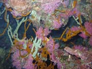 Diving around Bunaken island, Chelo Chelo dive site. Sulawesi, Indonesia.