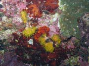 Diving around Bunaken island, Chelo Chelo dive site. Sulawesi, Indonesia.