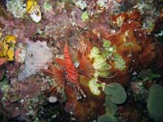 Lionfish. Diving around Bunaken island, Chelo Chelo dive site. Sulawesi, Indonesia.