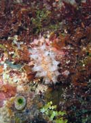 Nudibranch. Diving around Bunaken island, Chelo Chelo dive site. Sulawesi, Indonesia.