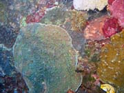 Diving around Bunaken island, Alban dive site. Sulawesi, Indonesia.