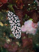 Polyclad flatworn. Nudibranch. Diving around Bunaken island, Alban dive site. Sulawesi, Indonesia.