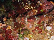 Scorpionfish. Diving around Bunaken island, Alban dive site. Sulawesi, Indonesia.