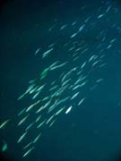 Diving around Bunaken island, Alban dive site. Sulawesi, Indonesia.
