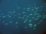 Diving around Bunaken island, Alban dive site. Sulawesi, Indonesia.