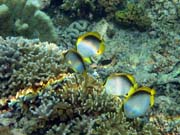 Spotfin Butterflyfish. Diving around Bunaken island, Alban dive site. Sulawesi, Indonesia.