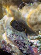 Spotted Boxfish (Ostracion meleagris). Diving around Bunaken island, Alban dive site. Sulawesi, Indonesia.