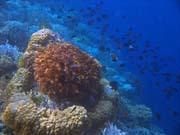 Diving around Bunaken island, Alban dive site. Sulawesi, Indonesia.