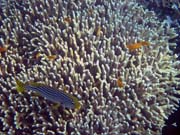 Diving around Bunaken island, Alban dive site. Sulawesi, Indonesia.