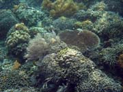 Diving around Bunaken island, Alban dive site. Sulawesi, Indonesia.