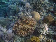 Diving around Bunaken island, Alban dive site. Sulawesi, Indonesia.