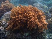 Diving around Bunaken island, Alban dive site. Sulawesi, Indonesia.