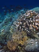 Diving around Bunaken island, Alban dive site. Sulawesi, Indonesia.