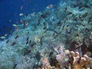 Diving around Bunaken island, Alban dive site. Sulawesi, Indonesia.