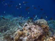 Diving around Bunaken island, Alban dive site. Sulawesi, Indonesia.