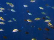 Diving around Bunaken island, Alban dive site. Sulawesi, Indonesia.