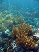 Diving around Bunaken island, Alban dive site. Sulawesi, Indonesia.