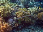 Trumpetfish. Diving around Bunaken island, Alban dive site. Sulawesi, Indonesia.